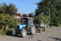 Осенняя обрезка деревьев продолжается.